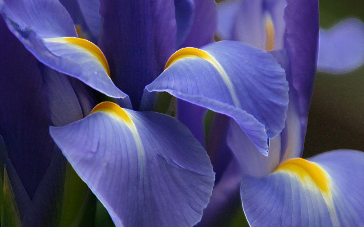 1287986752 1440x900 fragile purple iris